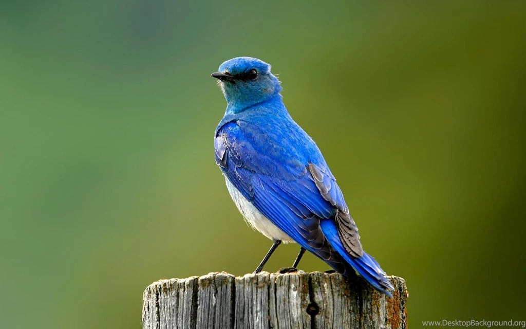 Birds Picture Collection (45+)