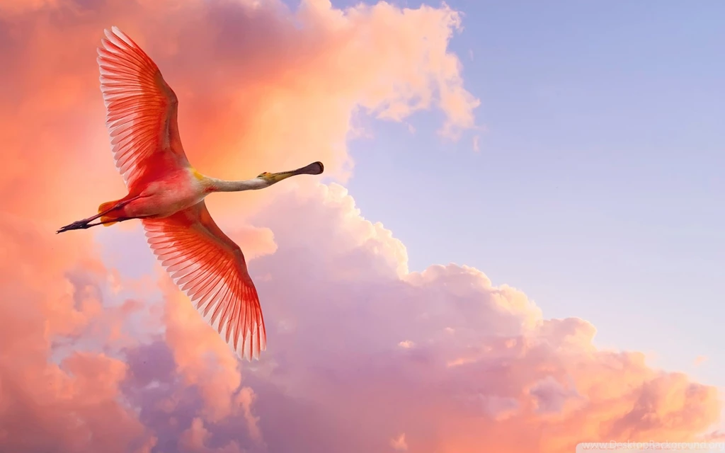 Beautiful Birds Flying HD Desktop Wallpapers : High Definition ...
