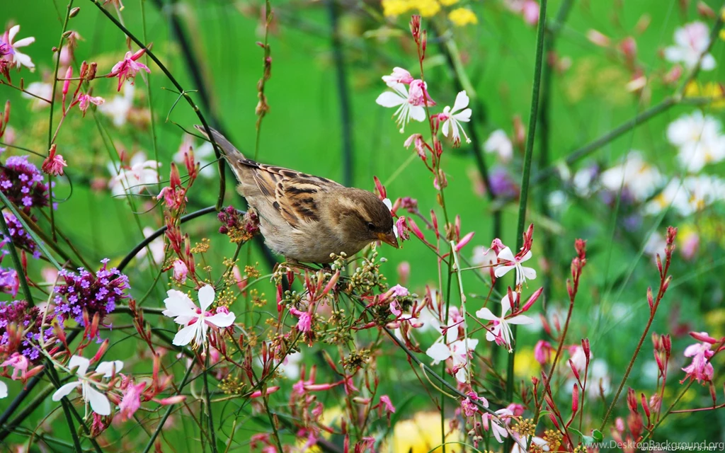 Beautiful Bird And Flowers HD Wallpapers
