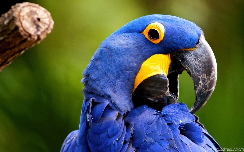 Bird Wallpapers Wallpapers Birds 1920x1200