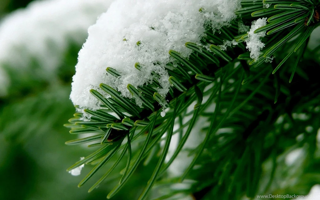 Beautiful Winter On Spruce Macro Wallpapers Hig