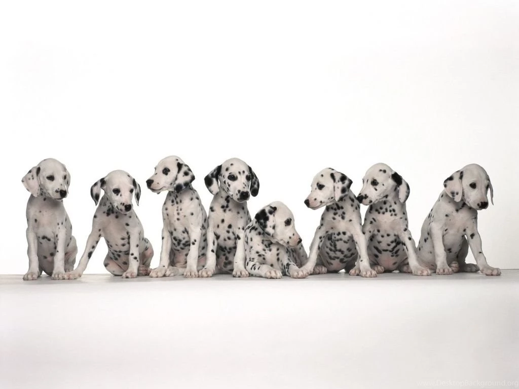 Dalmatian Wallpapers Wallpapers Cave