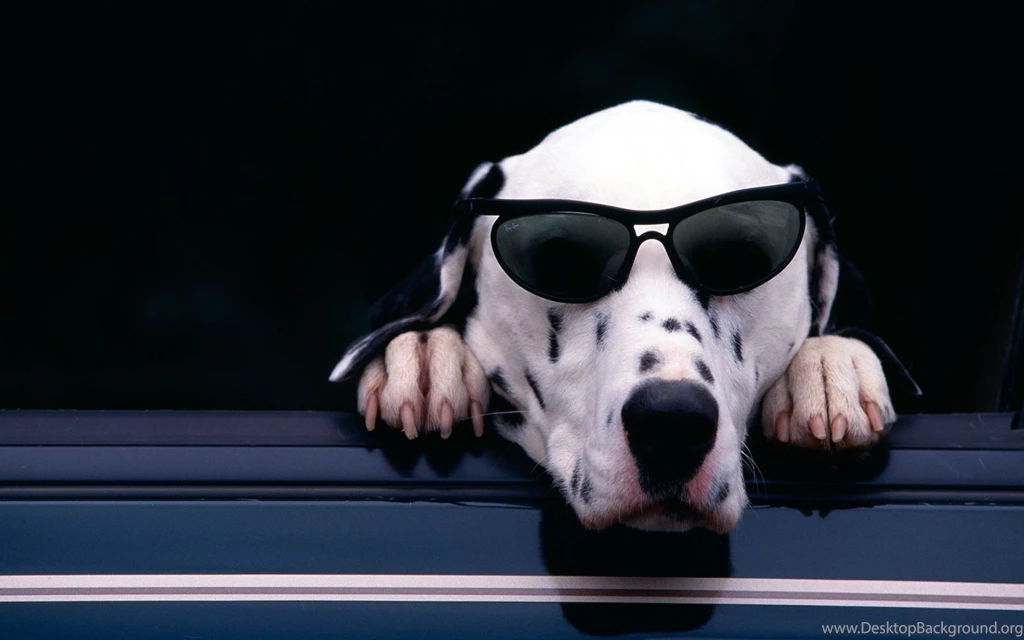 Cute Dalmatian Wallpapers 6891703 PetPictures