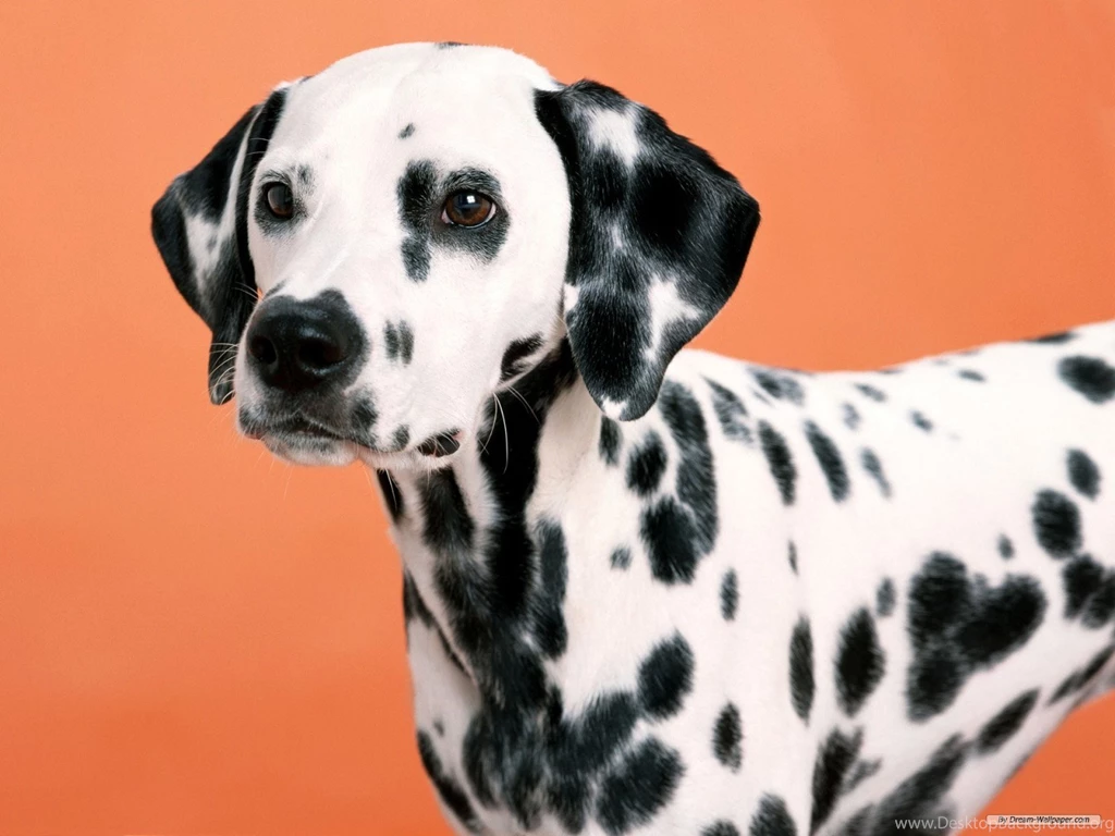 Dalmatian HD Wallpapers For Desktop Facts & Temperament