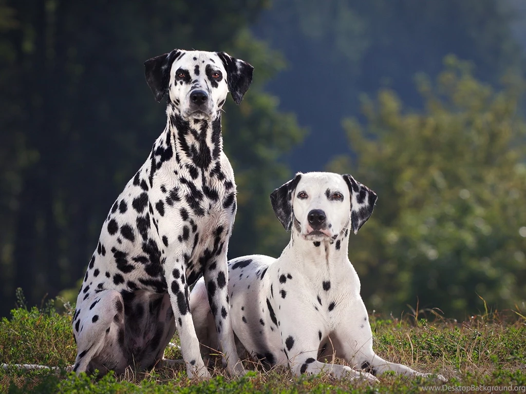 Two Dalmatian Dog Wallpapers
