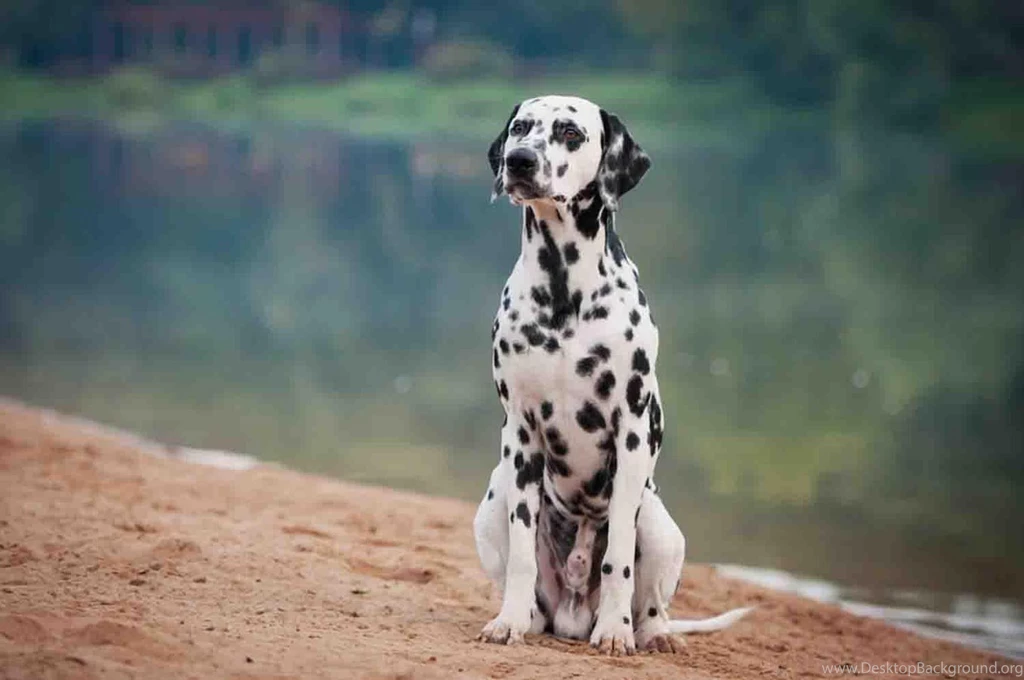 Dalmatian Wallpapers Android Apps On Google Play