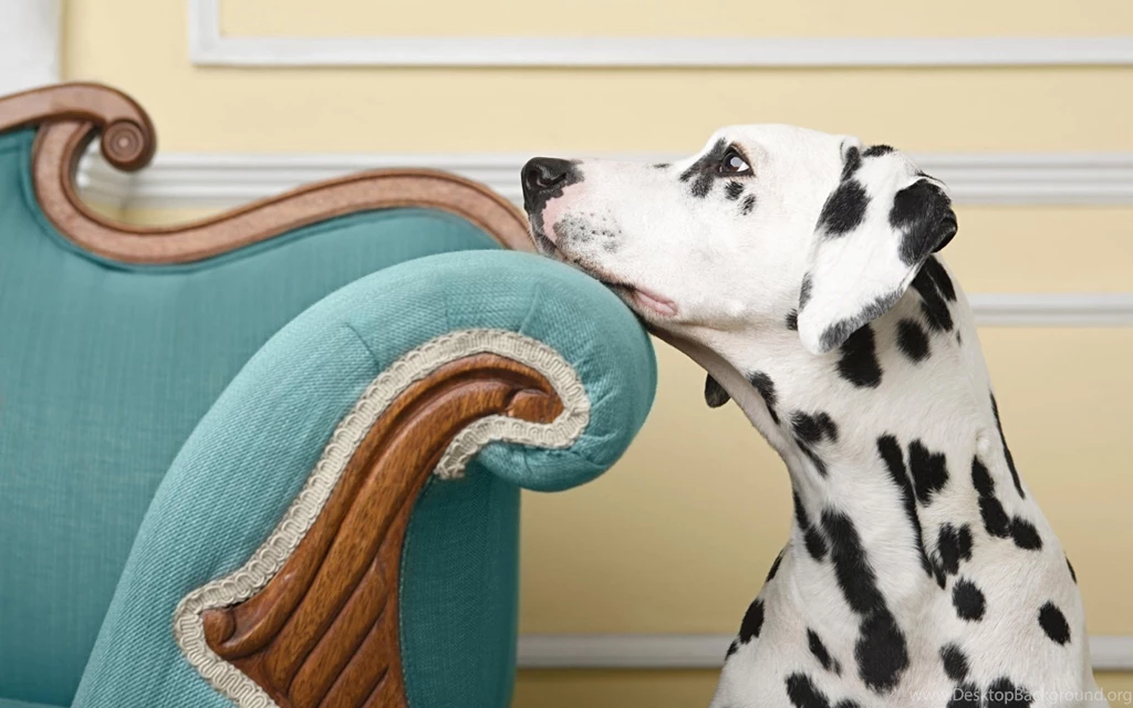 Sad Dalmatian Wallpapers And Images Wallpapers Pictures Photos ...