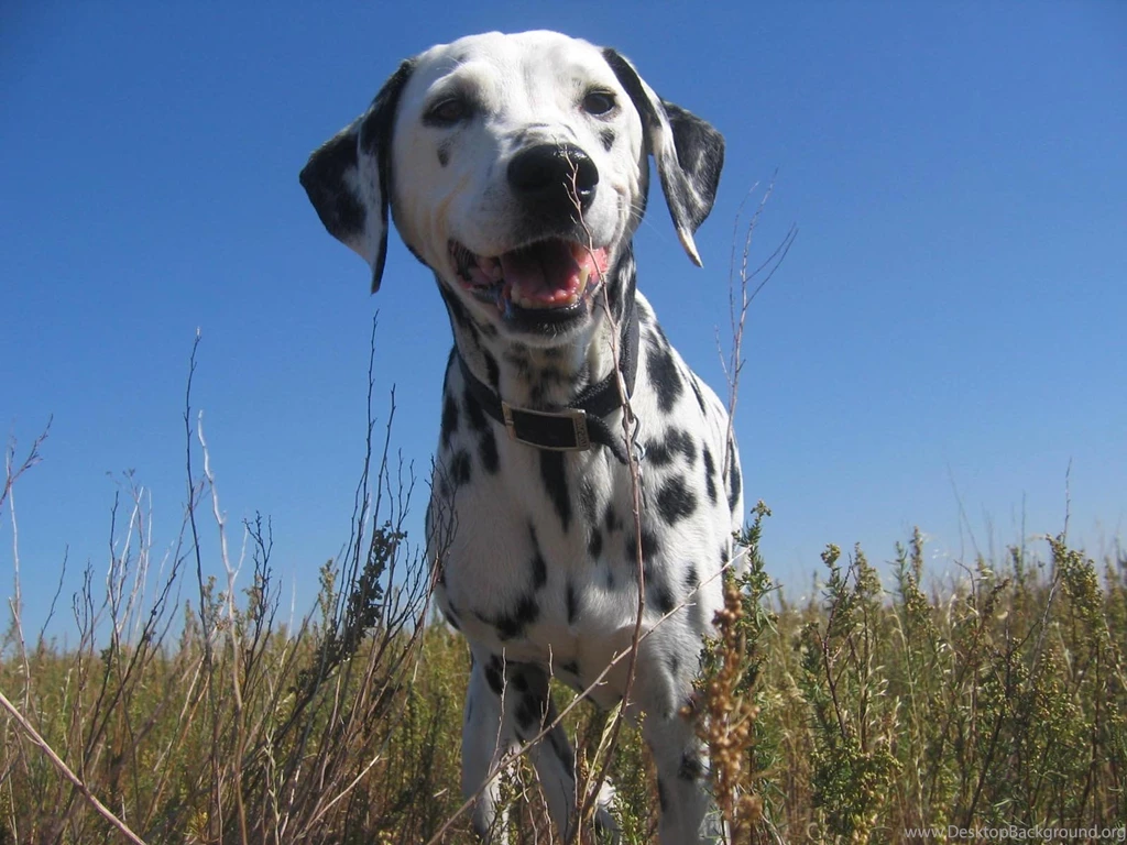 Cute Dalmatian Wallpapers