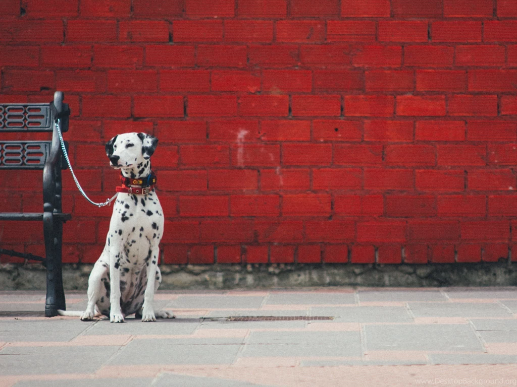Dalmatian Dogs HD Wallpapers. 4K Wallpapers