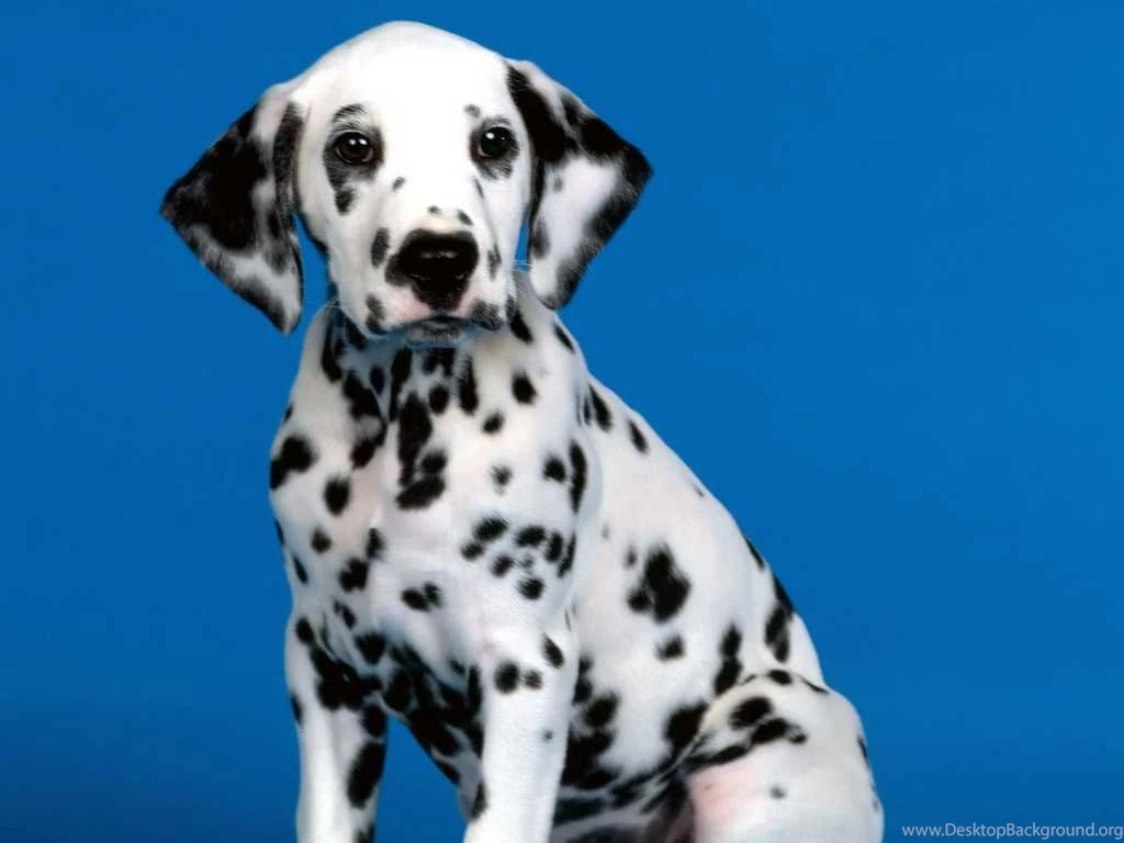 Dalmatian Wallpapers