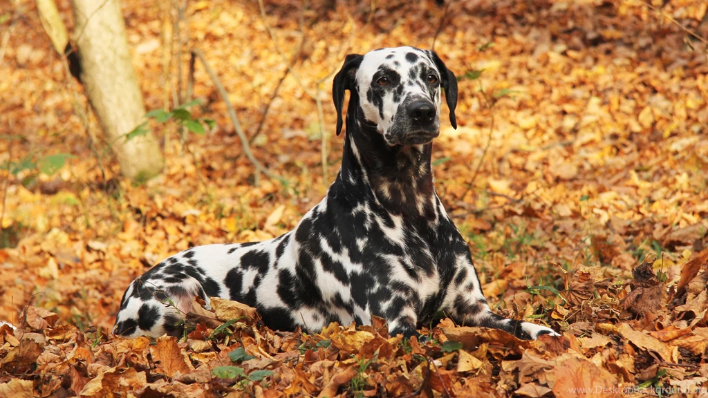 Dalmatian Dogs HD Wallpapers. 4K Wallpapers