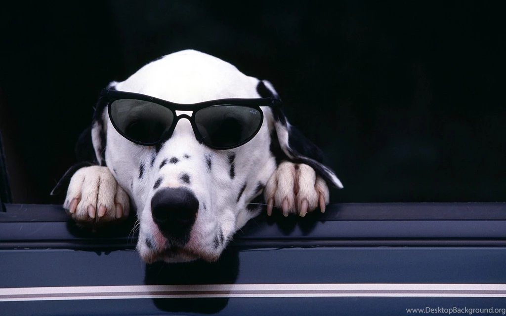 Dalmatian Backgrounds Funny Wallpapers 540x337 Dalmatian Backgrounds ...