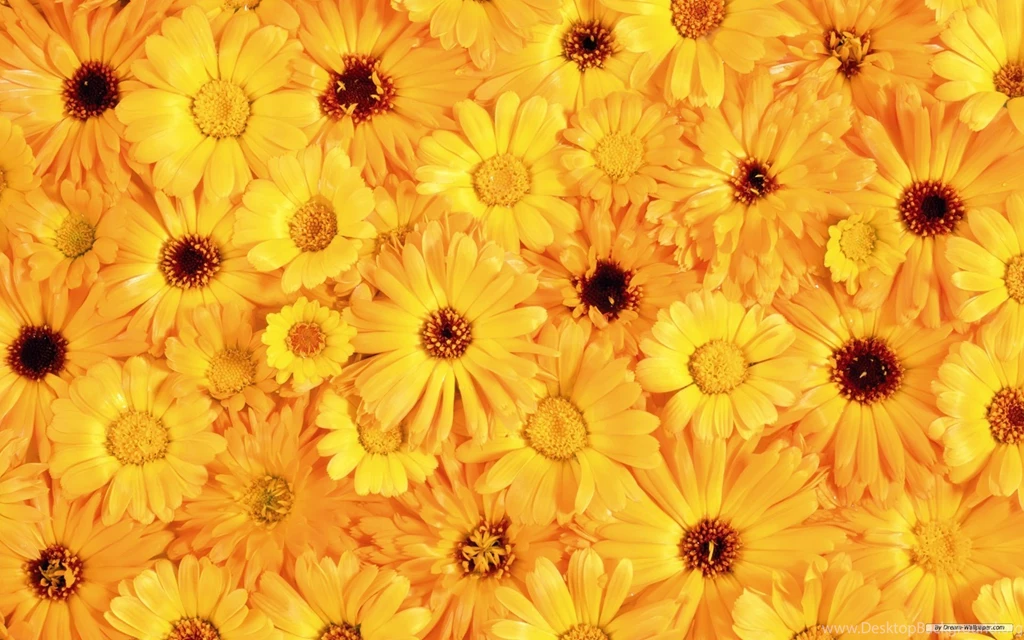 Free Wallpapers Free Flower Wallpapers Beautiful Flower ...