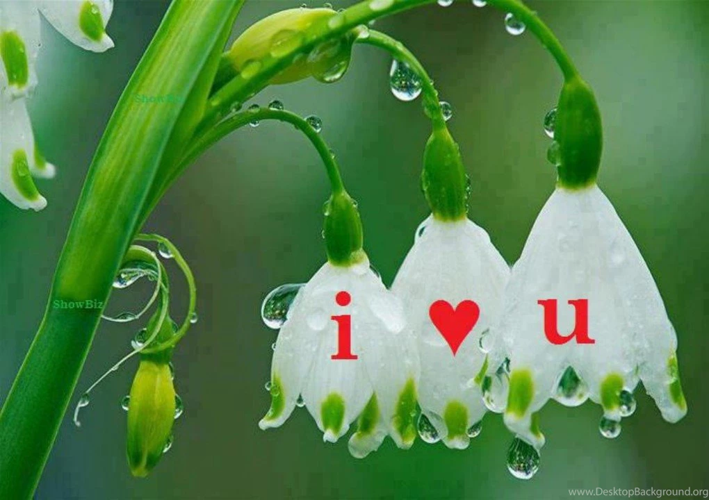 Beautiful Love Flower HD Wallpapers