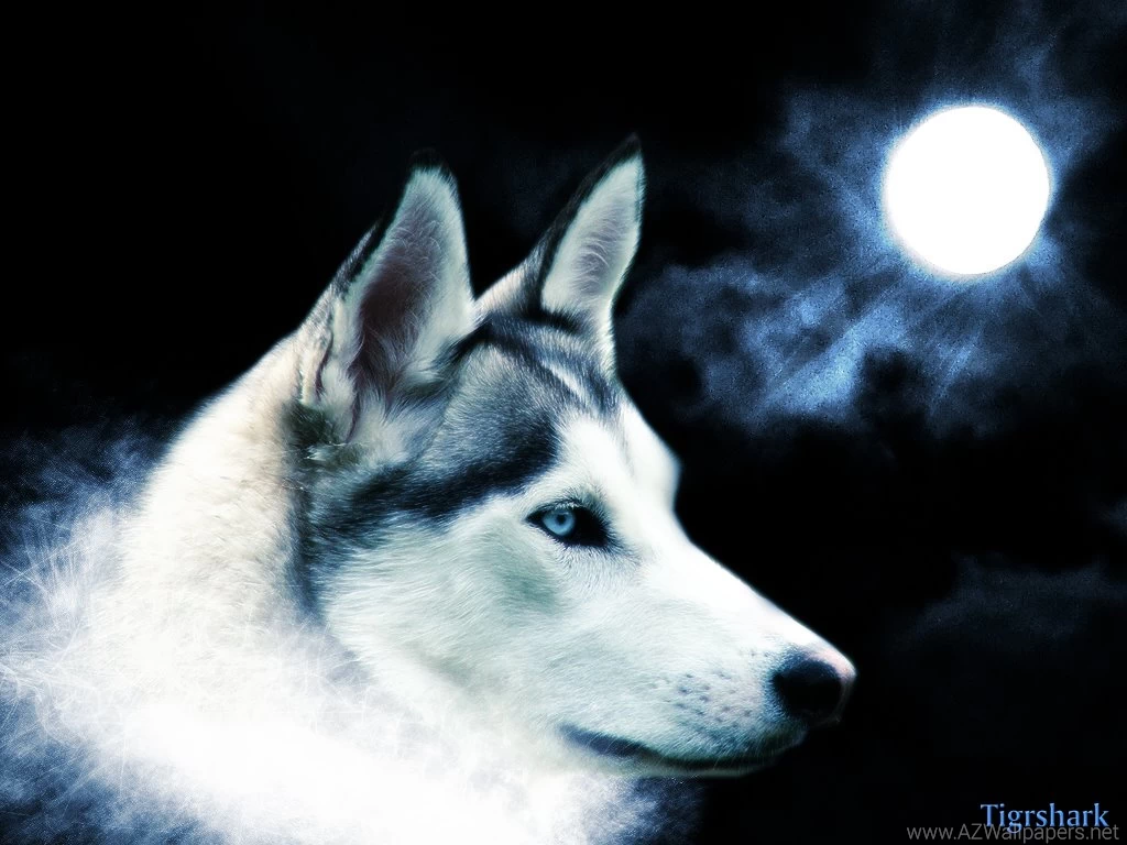 Download Wallpaper: Wolf And Moon, Download Photo, Wolf, Wallpapers