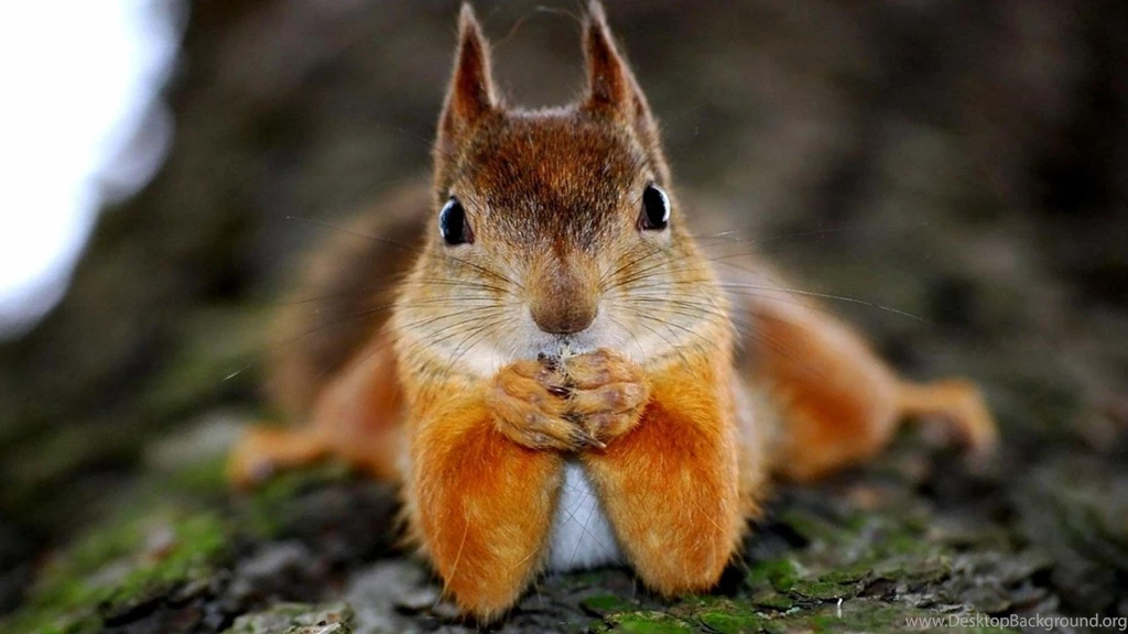 Cute Little Squirrel Cartoon HD Wallpapers