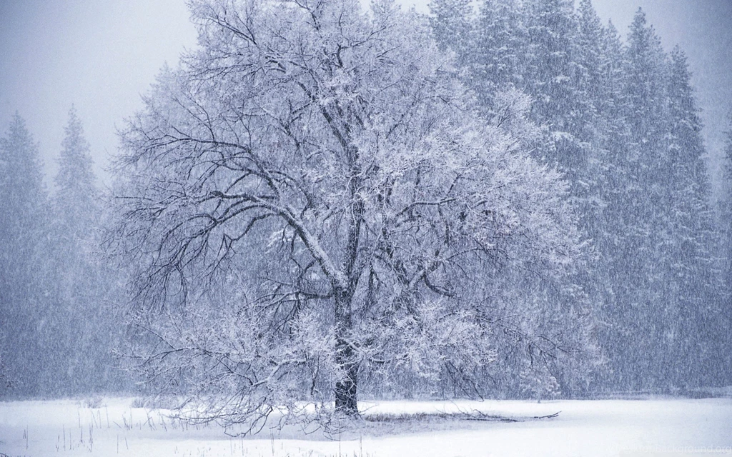 Snow Falling HD Desktop Wallpapers : High Definition : Fullscreen ...