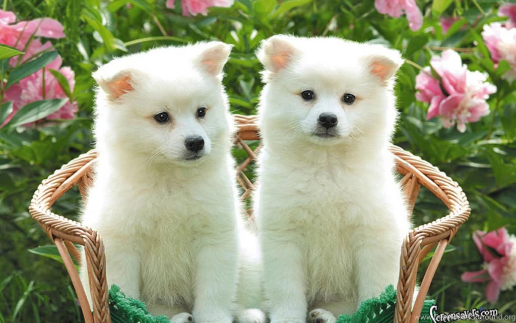 Cute Puppy Pictures Wallpapers Wallpapers High Definition