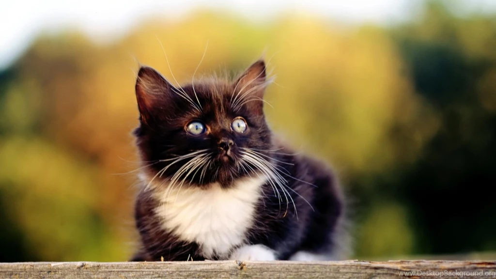 Download Cute Animal Wallpapers High Quality Resolution