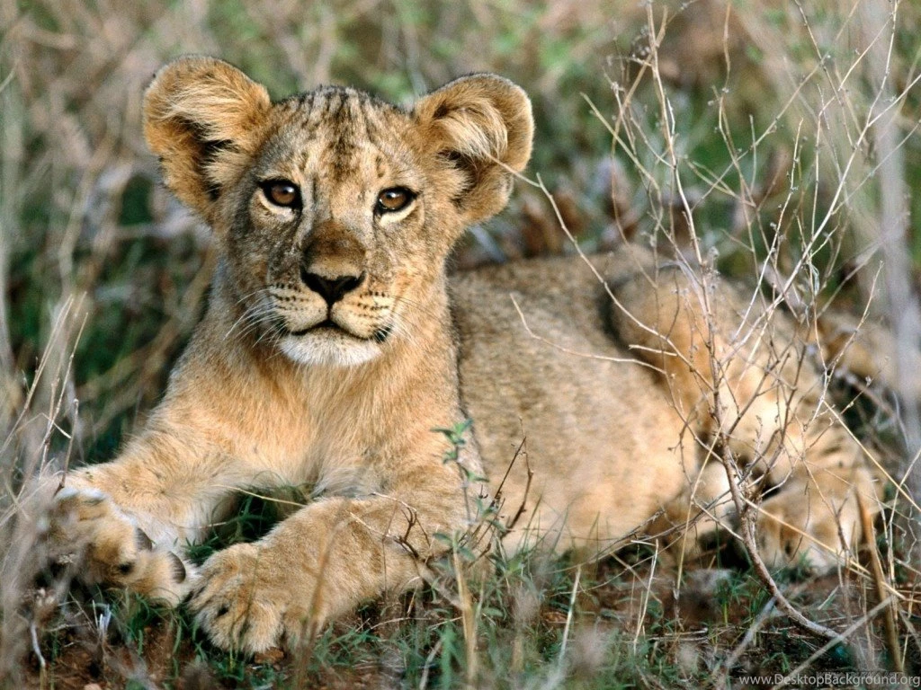 Cute Wallpaper african animals 9279666 1600 1200 1024×768 ...