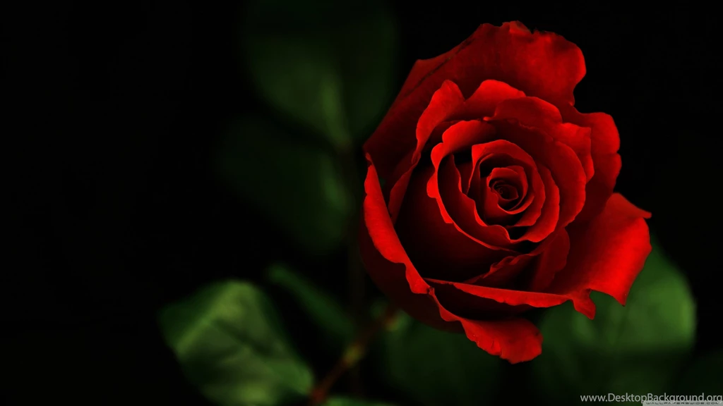 ROSE HD Desktop Wallpapers : High Definition : Fullscreen : Mobile