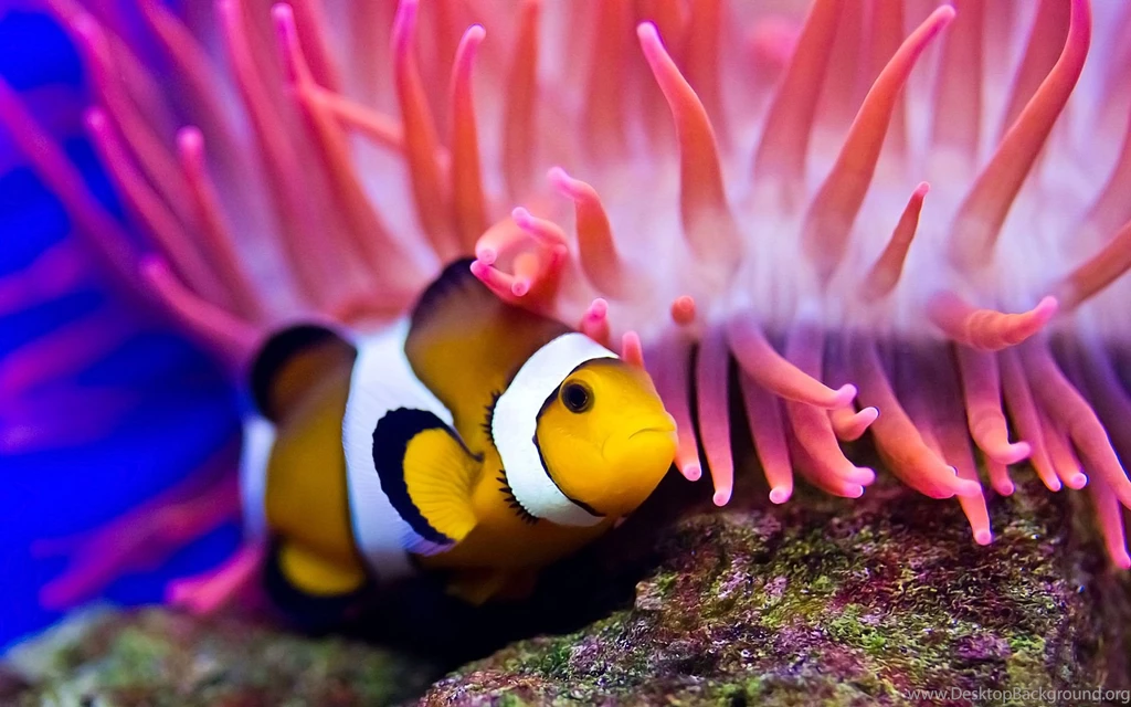 Clown Fish Wallpapers Wallpapers Cave