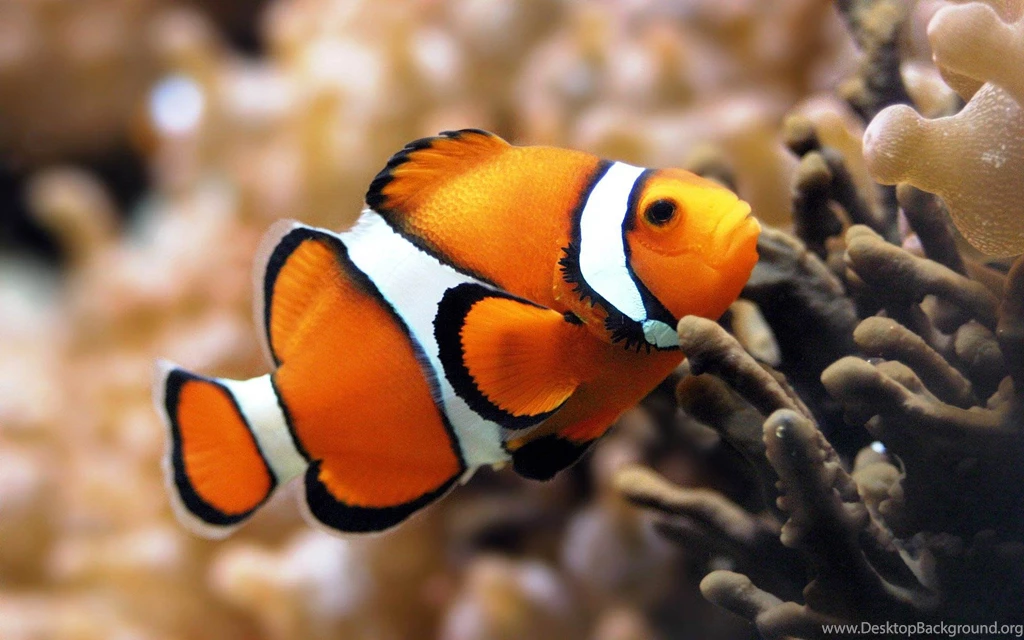 Clown Fish Wallpapers