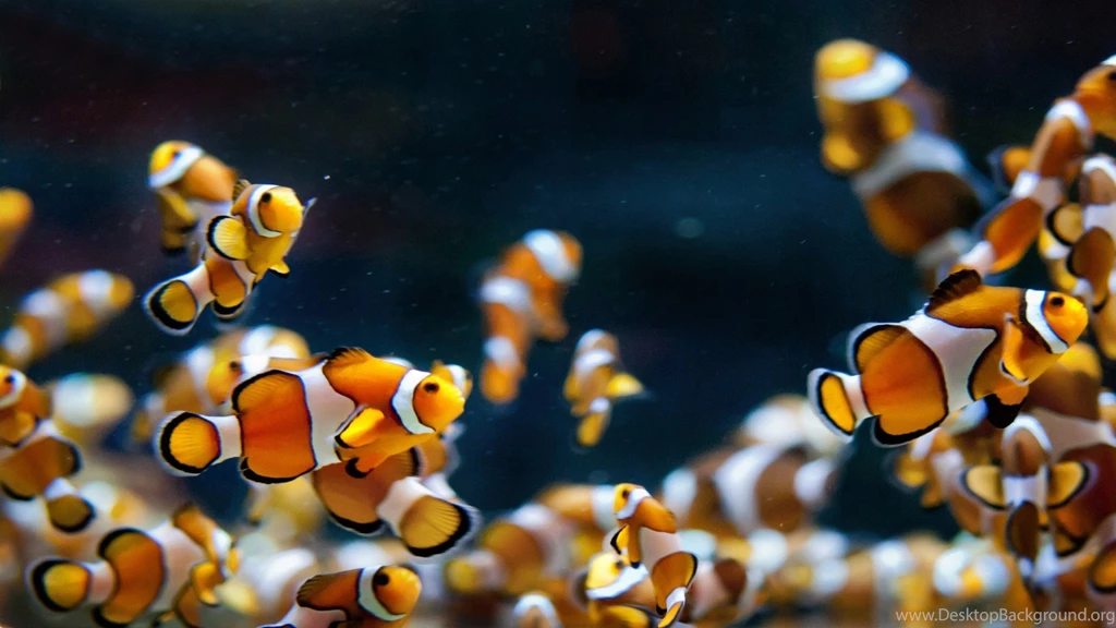 Clown Fish Wallpapers