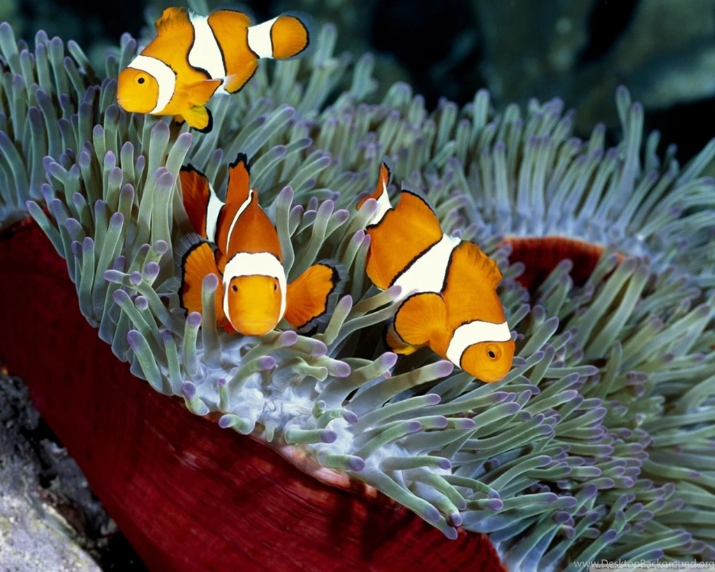 Clown Fish Wallpapers