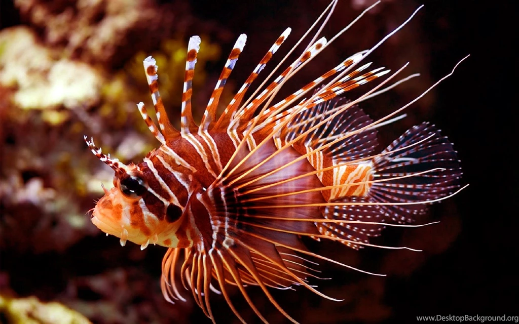 RePin Image: Clownfish On Pinterest