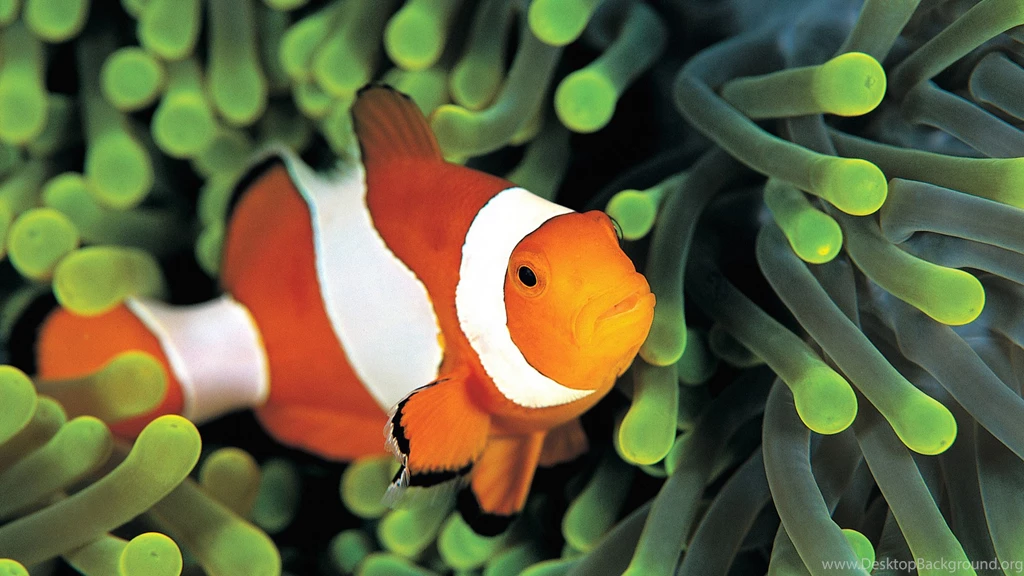 Clownfish Wallpapers, HD Wallpapers Downloads