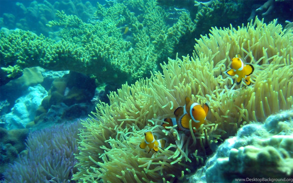 Clown Fish Wallpapers