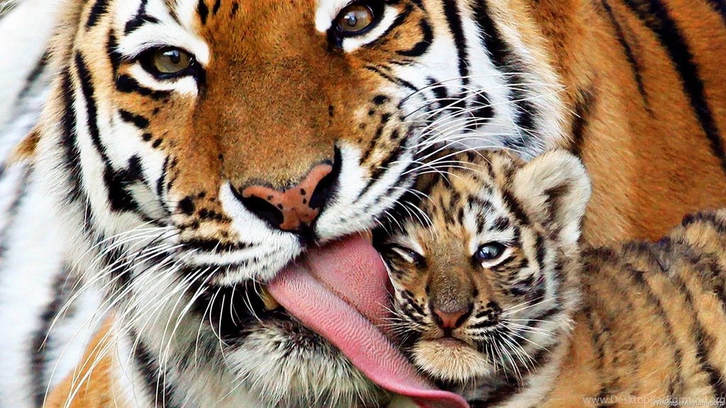 Wallpapers Tiger