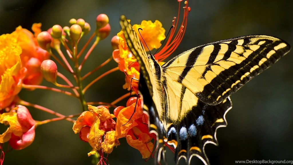 1506) Yellow Butterfly Desktop Backgrounds Wallpapers Attachment ...