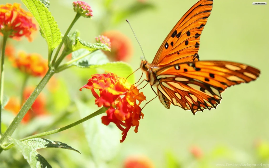 Butterfly Wallpapers Desktop