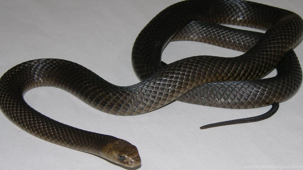 Black Mamba Snakes High Definition Wallpapers Beautiful Desktop ...