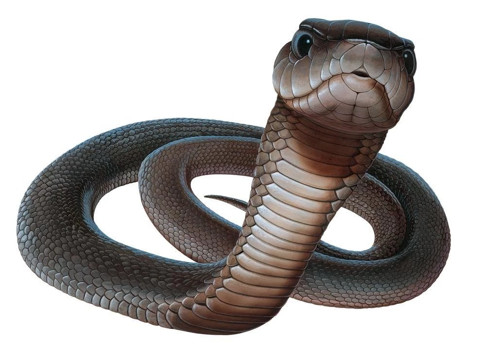 Black Mamba