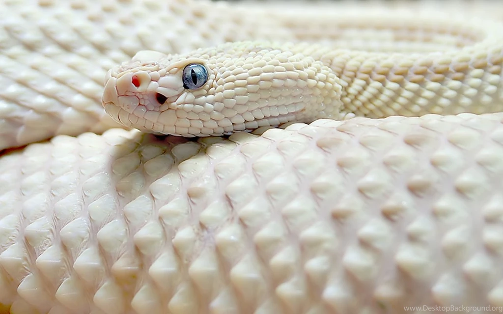 Wallpapers Snake Black Mamba Adam 613ca