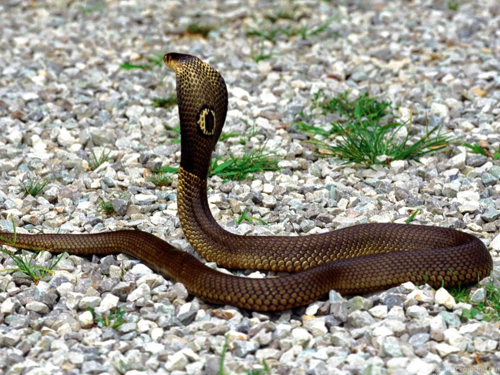 Desktop Black Mamba Snake Wallpapers Dowload