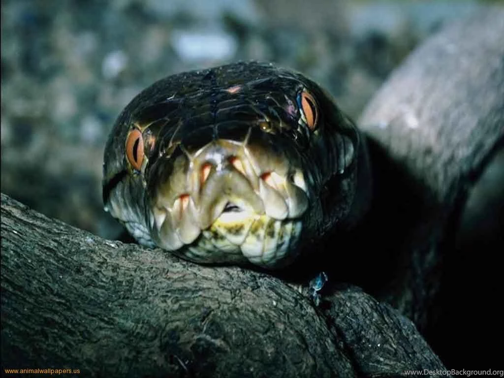 The Black Mamba Home