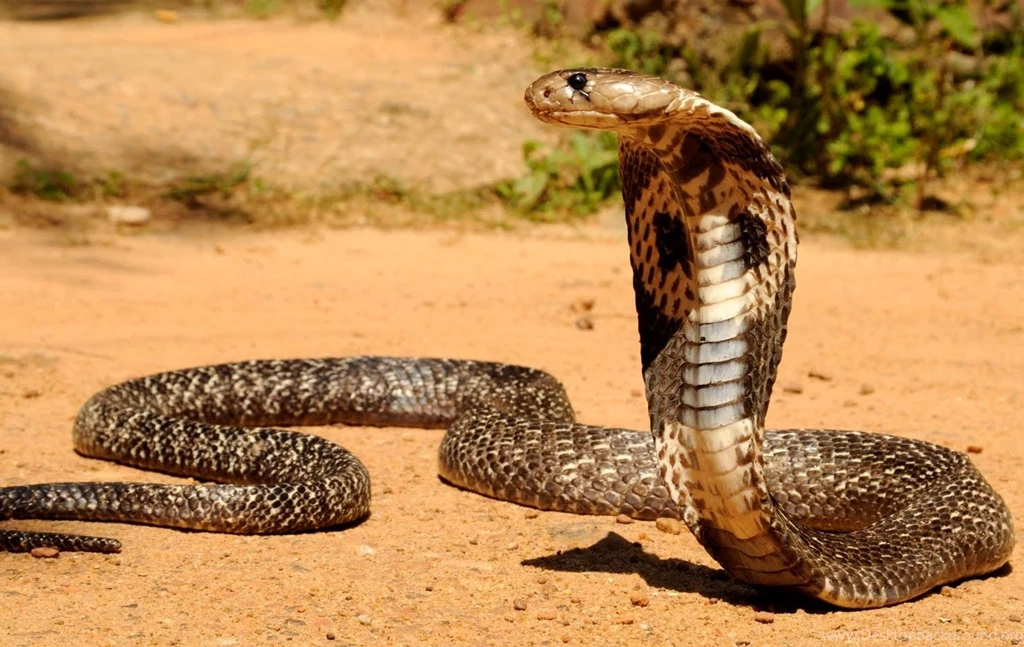 Pics Of A Snake Pictures . Image Gallery On Animal Picture Society