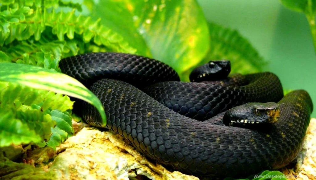 Perfect A Black Mamba Pictures On Animal Picture Society