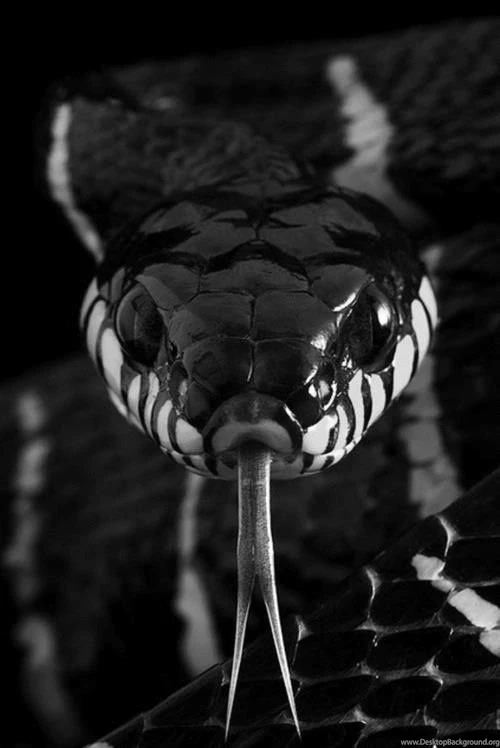 Snakes With All Their Beauty On Pinterest