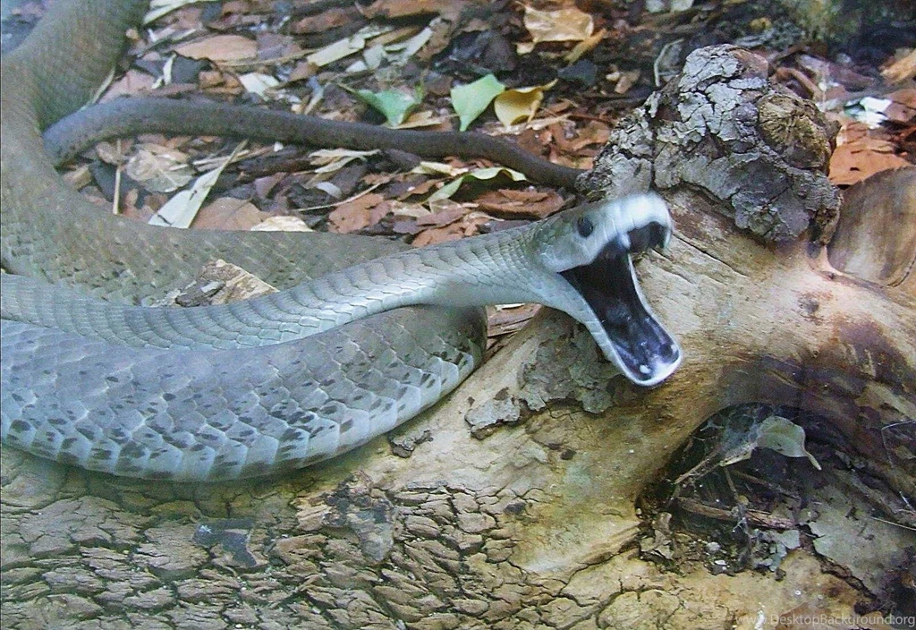 1600x1100px Black Mamba