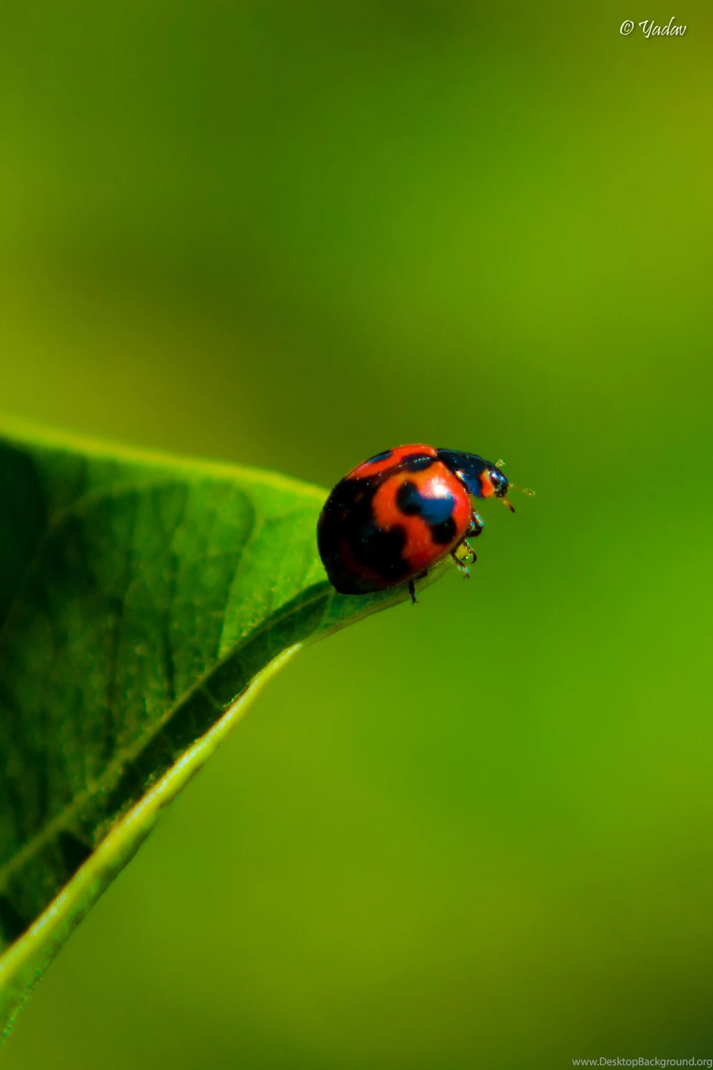 Wallpapers For Hd Phones Amazing DS5