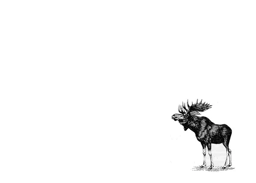 Cute Moose Wallpapers