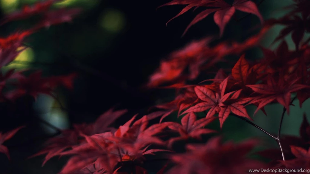 Crimson Leaves Wallpaper,crimson HD Wallpaper,nature HD Wallpapers ...