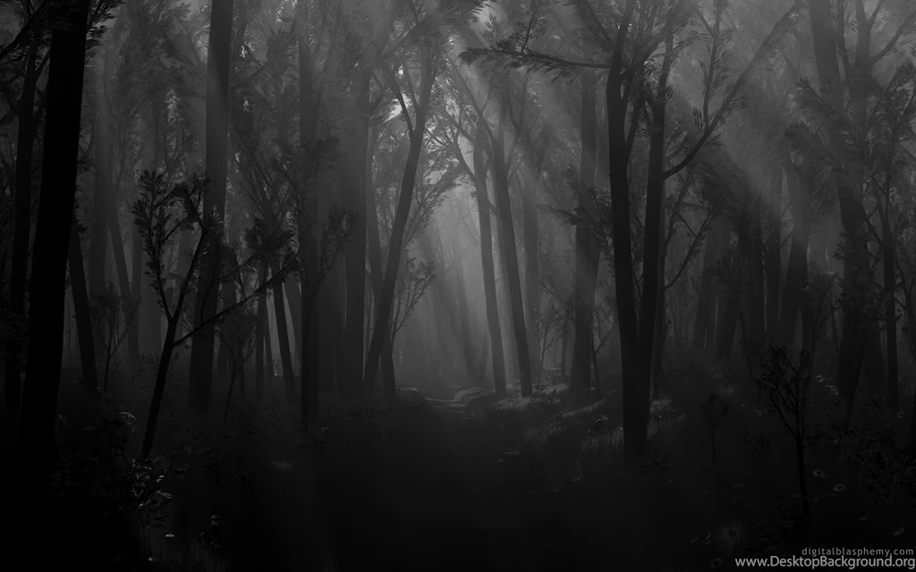 Dark Forest Wallpapers HD Pictures