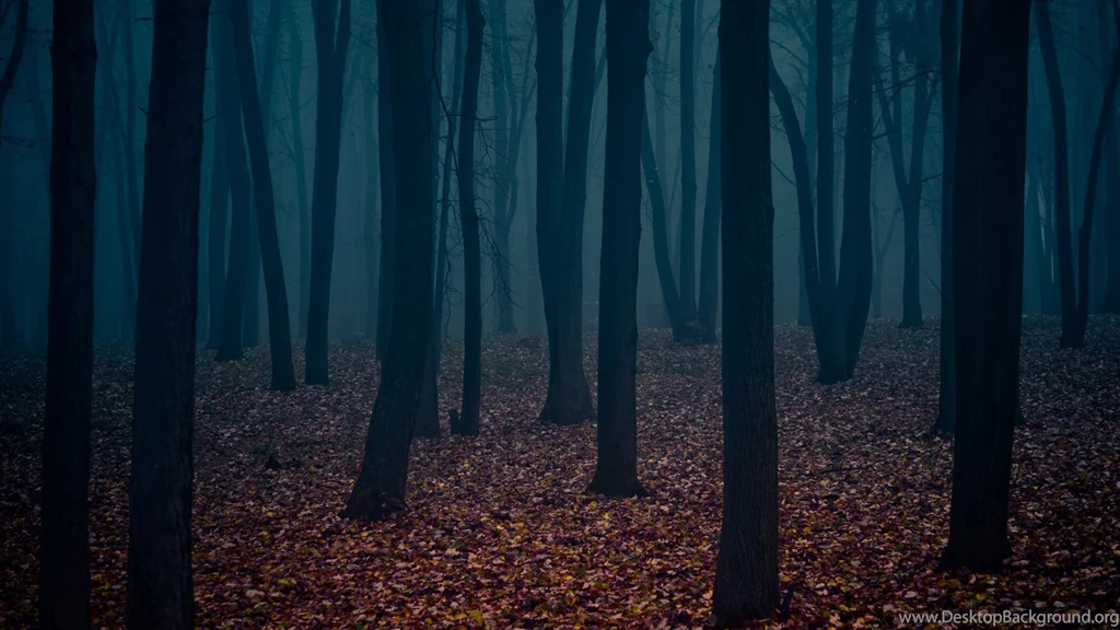 Dark Forest Wallpapers 1080p Uncalke.com