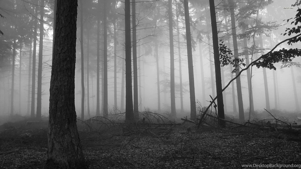 8250 Fog In The Dark Forest 1920x1080 Nature Wallpapers